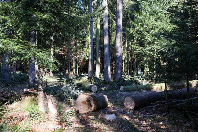 Tödlicher Forstunfall in einem Waldstück in Schwand im Innkreis