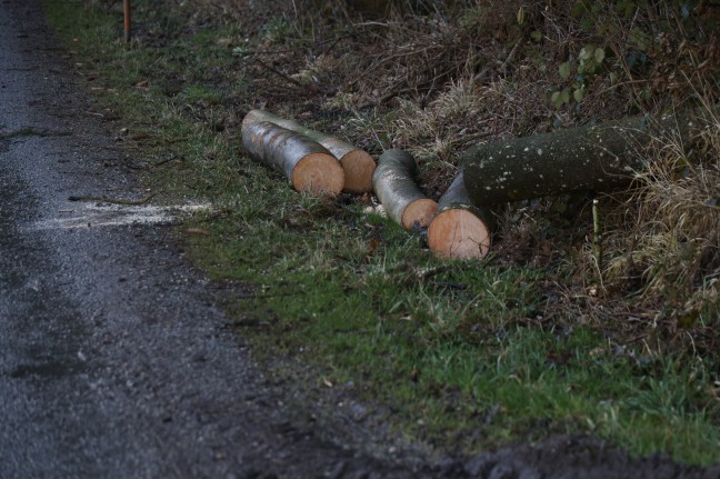 Baum in Edt bei Lambach unmittelbar vor PKW auf Strae gestrzt