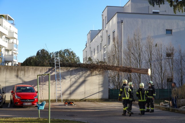 Baum bei missglückter Fällung auf Dach einer benachbarten Fahrradgarage in Wels-Lichtenegg gestürzt