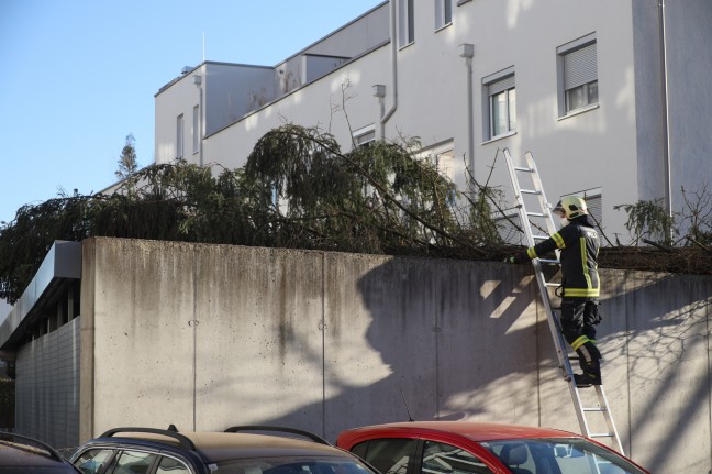 Baum bei missglckter Fllung auf Dach einer benachbarten Fahrradgarage in Wels-Lichtenegg gestrzt