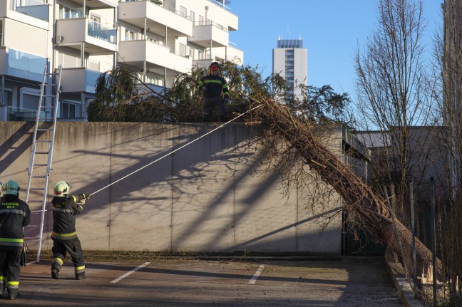 Baum bei missglückter Fällung auf Dach einer benachbarten Fahrradgarage in Wels-Lichtenegg gestürzt