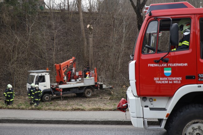 Verletzter Forstarbeiter in Thalheim bei Wels aus Arbeitskorb eines Hubsteigers gerettet