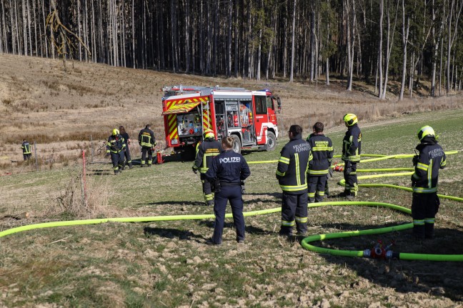 Brand eines Jungwaldes in Gunskirchen sorgt für längeren Einsatz von drei Feuerwehren