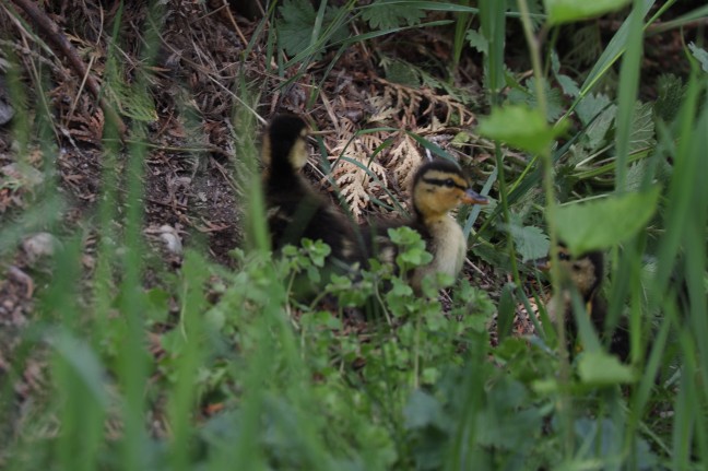 Vier Entenküken in Wels-Vogelweide aus Regenwasserschacht gerettet
