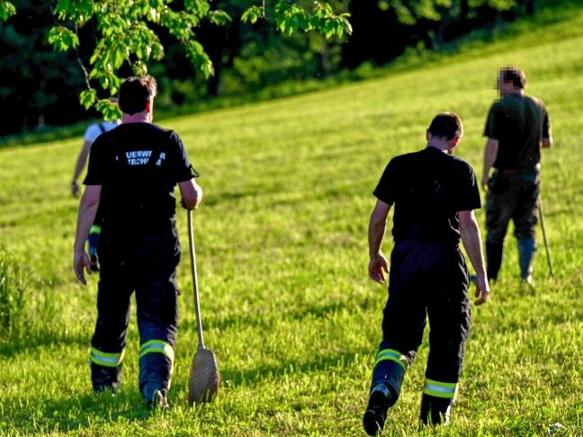 Rinder entlaufen: Einsatzkräfte von drei Feuerwehren bei Tierrettung in Stroheim im Einsatz