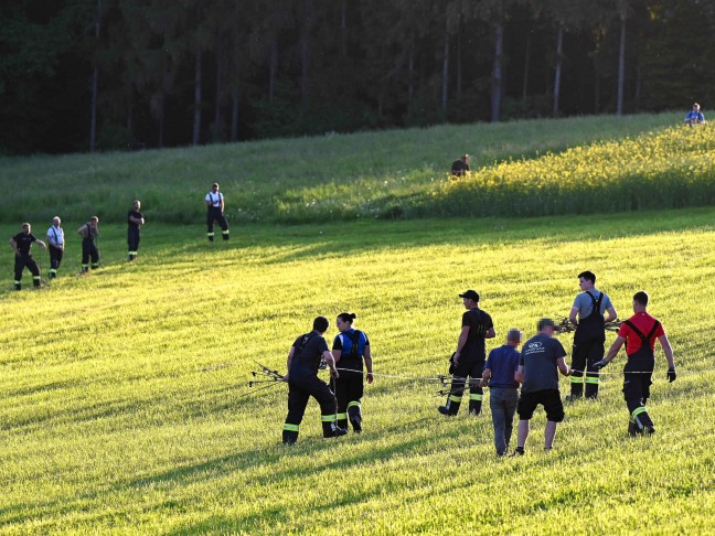 Rinder entlaufen: Einsatzkräfte von drei Feuerwehren bei Tierrettung in Stroheim im Einsatz