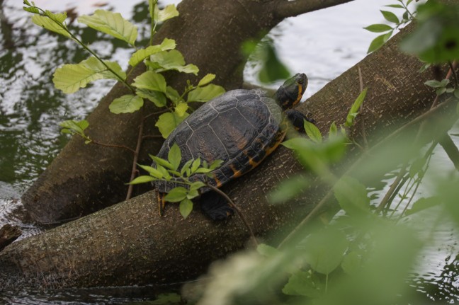 Abgetauchte Schildkröte am Mühlbach in Wels-Innenstadt durch Tierhilfe eingefangen