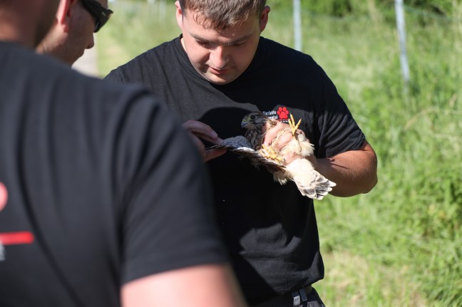 Tierrettung in Wels-Oberthan: Feuerwehr, Tierretter und Passant retten jungen Falken von Straße