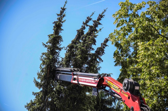 Feuerwehreinsatz in Marchtrenk: Baum mit mehreren Wipfeln lehnte sich an Hausfassade