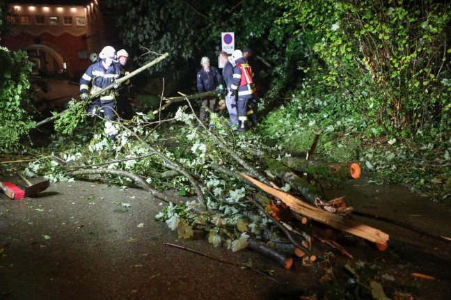 Umgestürzte Esche blockierte Straße in Bad Wimsbach-Neydharting