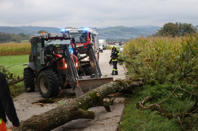 Baum in Wartberg an der Krems von Bachbett des Bogenmüllerbachs auf Straße gestürzt