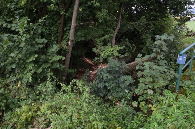 Baum in Wartberg an der Krems von Bachbett des Bogenmüllerbachs auf Straße gestürzt