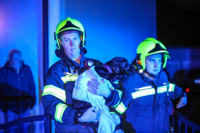 Tierrettung: Hund in Marchtrenk durch Feuerwehr aus Pool gerettet