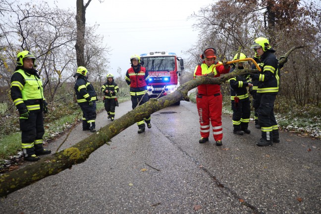 Umgestürzter Baum sorgte für Einsatz der Feuerwehr in Marchtrenk