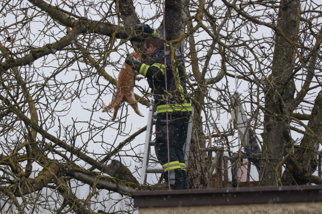 Katze in Wels-Lichtenegg durch Feuerwehr vom Baum gerettet