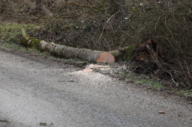 Umgestrzter Baum sorgte fr Einsatz der Feuerwehr bei Buchkirchen