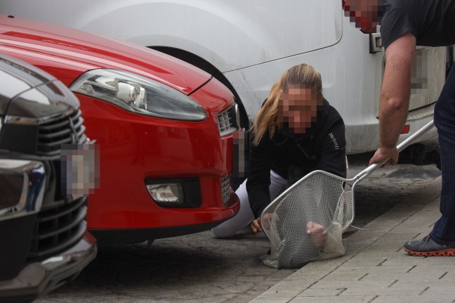 Fluchtversuch vor Tierarztbesuch: Katze aus Motorraum eines PKW in Lambach befreit
