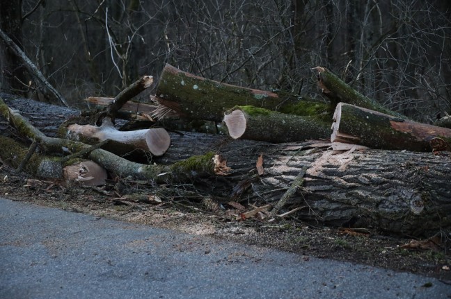 Umgestürzter Baum bei Kematen am Innbach löste Unfall mit drei beteiligten PKW aus