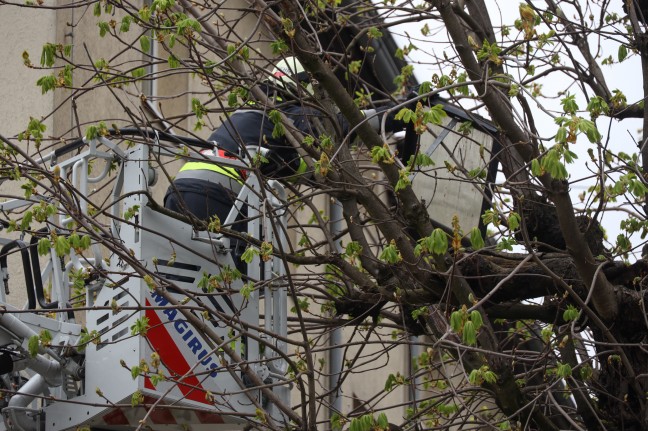 Dachbodenfenster in Wels-Neustadt mit Drehleiter der Feuerwehr aus Baumkrone geborgen