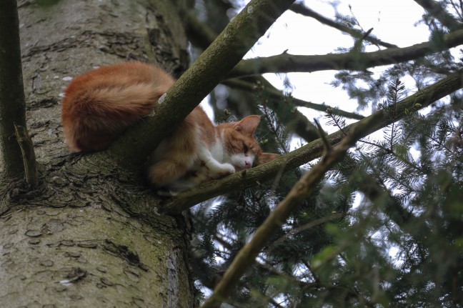 Katze in Marchtrenk mittels Drehleiter der Feuerwehr vom Baum geholt