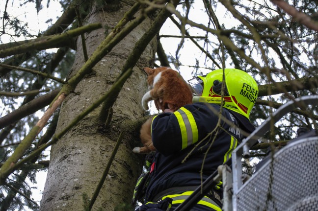 Katze in Marchtrenk mittels Drehleiter der Feuerwehr vom Baum geholt