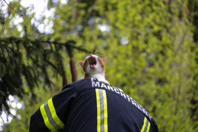 Katze in Marchtrenk mittels Drehleiter der Feuerwehr vom Baum geholt