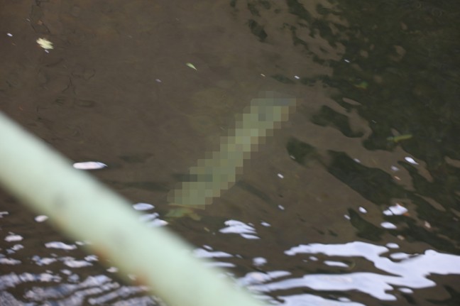 Kennzeichentafel in Wels-Innenstadt durch Feuerwehr aus M�hlbach geborgen