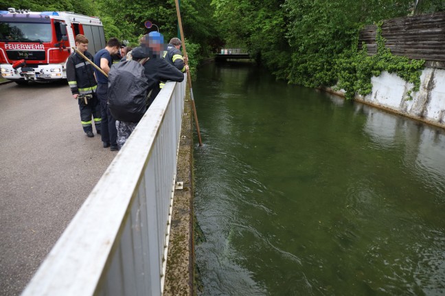 Einsatzkräfte der Feuerwehr erneut "zum Fischen" an den Mühlbach in Wels-Innenstadt ausgerückt