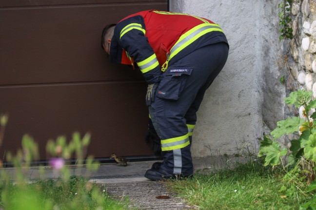 Entenfamilie in Wels-Pernau durch Einsatzkrfte der Feuerwehr und Anwohner wieder vereint