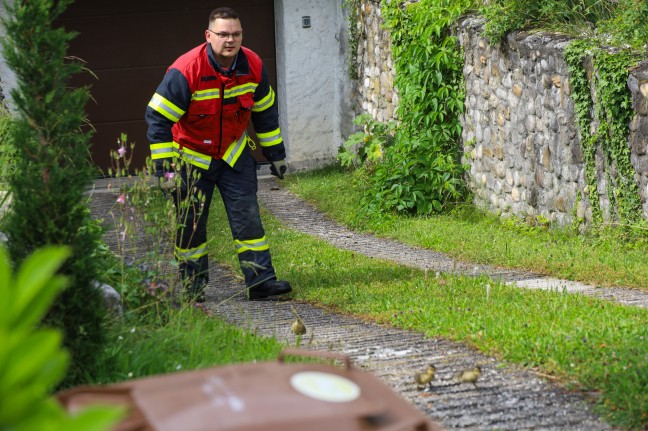 Entenfamilie in Wels-Pernau durch Einsatzkräfte der Feuerwehr und Anwohner wieder vereint