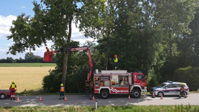 Herunterhängender großer Ast blockierte Straße bei Marchtrenk