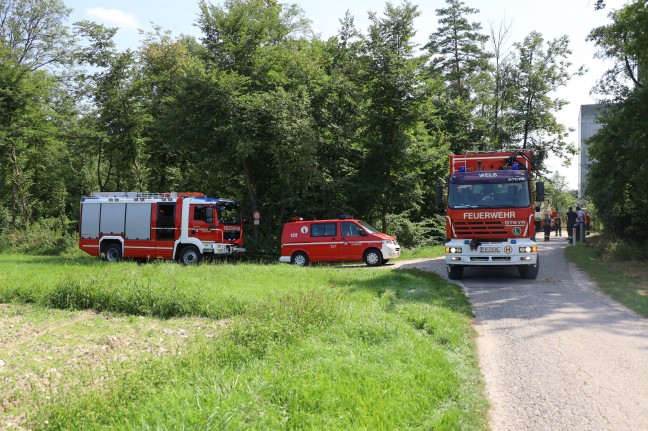 Feuerwehr im Einsatz: Baum drohte in Wels-Schafwiesen auf Strae zu strzen