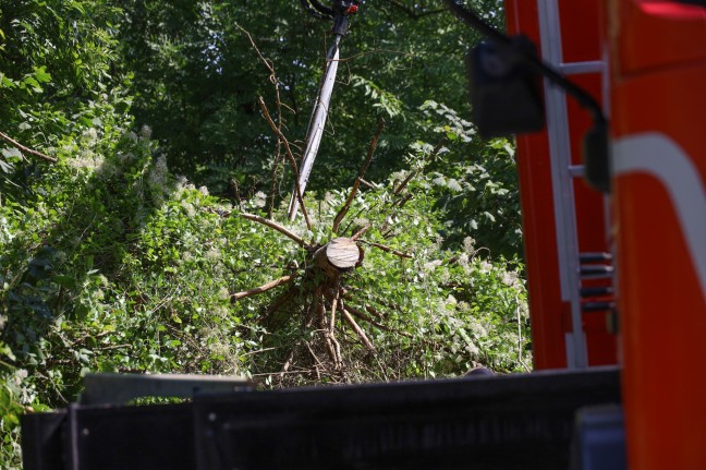 Feuerwehr im Einsatz: Baum drohte in Wels-Schafwiesen auf Strae zu strzen