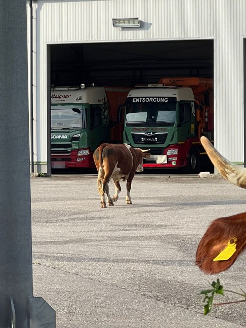 Ausgebxte Kuhherde auf Betriebsbesichtigung bei Transport- und Entsorgungsunternehmen in Marchtrenk