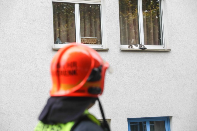 Marchtrenk: Katze verweigerte Rettung von Fensterbank durch Einsatzkrfte der Feuerwehr