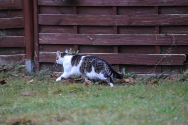 Marchtrenk: Katze verweigerte Rettung von Fensterbank durch Einsatzkrfte der Feuerwehr