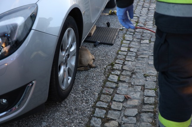 Junges Reh in Wels-Schafwiesen unter Auto eingeklemmt - Feuerwehr befreite Tier mittels Hebekissen