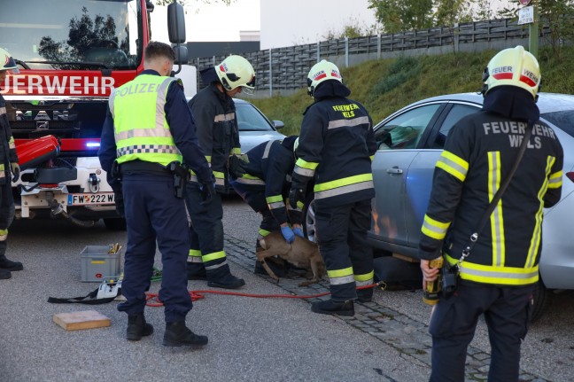 Junges Reh in Wels-Schafwiesen unter Auto eingeklemmt - Feuerwehr befreite Tier mittels Hebekissen