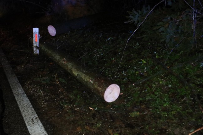 Auto in einem Waldstck in Thalheim bei Wels mit umgestrztem Baum kollidiert