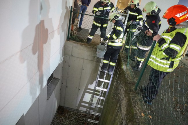 Igel in Laakirchen durch Einsatzkrfte der Feuerwehr aus Lichtschacht einer Wohnanlage gerettet