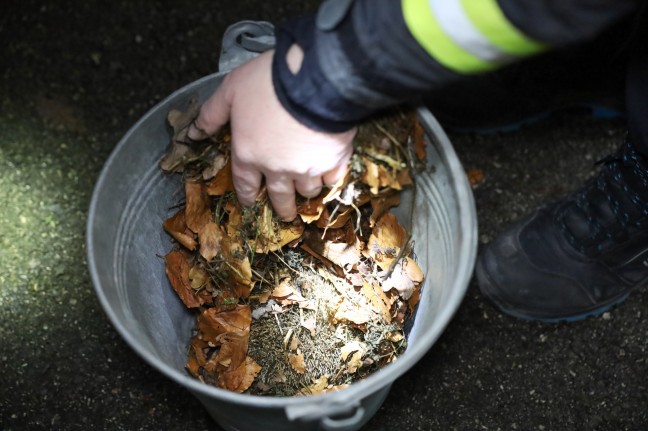 Igel in Laakirchen durch Einsatzkrfte der Feuerwehr aus Lichtschacht einer Wohnanlage gerettet