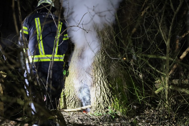 Brand eines hohlen Baumes in Wels-Vogelweide sorgt fr Einsatz der Feuerwehr