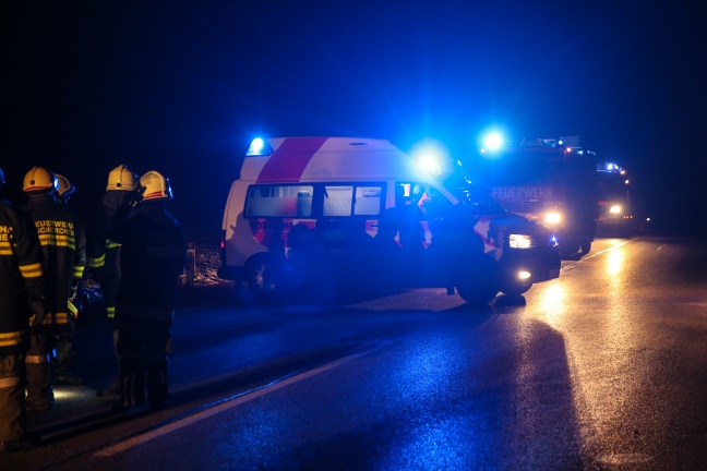 Entlaufenes Schwein fhrte zu Unfall in Buchkirchen