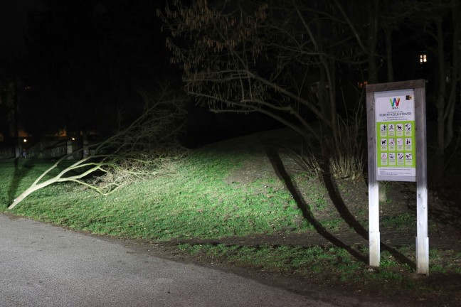 Kind in Astgabel eingeklemmt: Personenrettung durch Feuerwehr in einem Park in Wels-Vogelweide