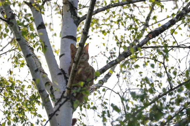 Katze in Wels-Neustadt von Einsatzkrften der Tierhilfe vom Baum gerettet