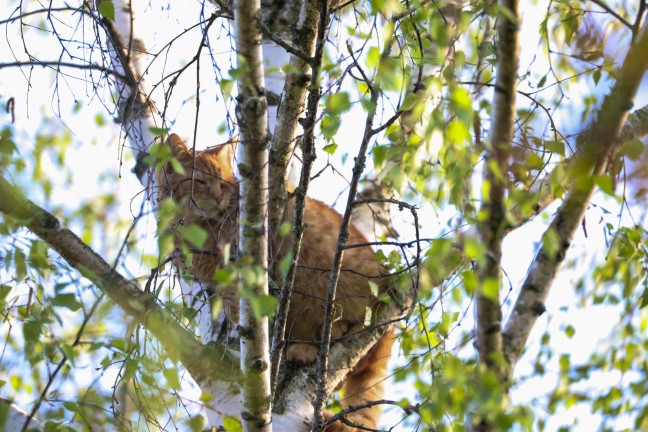 Katze in Wels-Neustadt von Einsatzkrften der Tierhilfe vom Baum gerettet