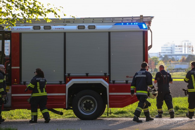 Katze in Wels-Neustadt von Einsatzkrften der Tierhilfe vom Baum gerettet