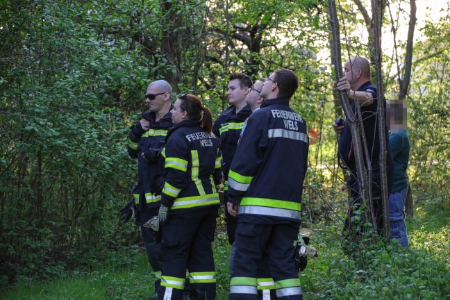 Katze in Wels-Neustadt von Einsatzkrften der Tierhilfe vom Baum gerettet