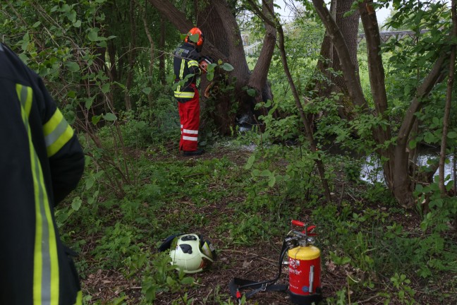 Lscheinsatz mit Motorsge: Neuerlicher Brand eines Baumstumpfes in Wels-Vogelweide