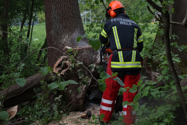 Lscheinsatz mit Motorsge: Neuerlicher Brand eines Baumstumpfes in Wels-Vogelweide